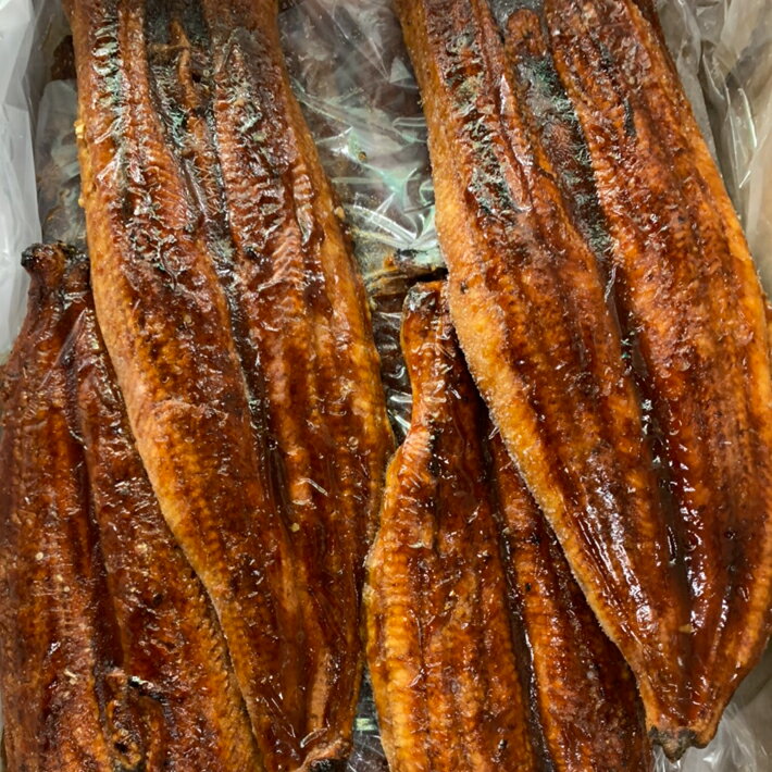送料無料　うなぎ　蒲焼　約4.88kg　