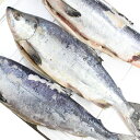 送料無料 新巻鮭 一本物 飾り盛り 約2.4kg 2.7kg 3.2kg 北海道産 秋鮭 24年新物 お歳暮 贈答 塩引き 7尾【シャケ サケ 白鮭 アキアジ】...