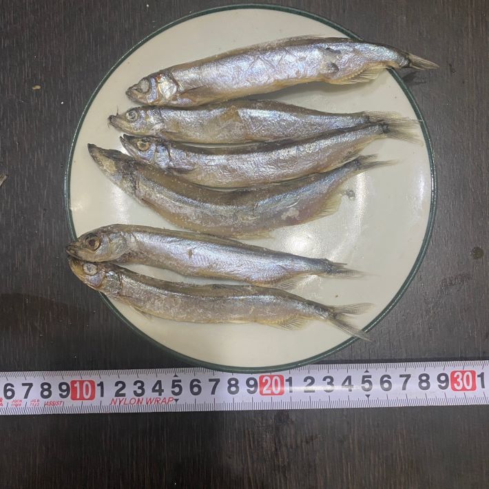送料無料　からふとししゃも網干し　オス　5kg 10kg　約280-350匹　業務用　【ししやも　シシャモ　カラフト　樺太】沖縄+800円