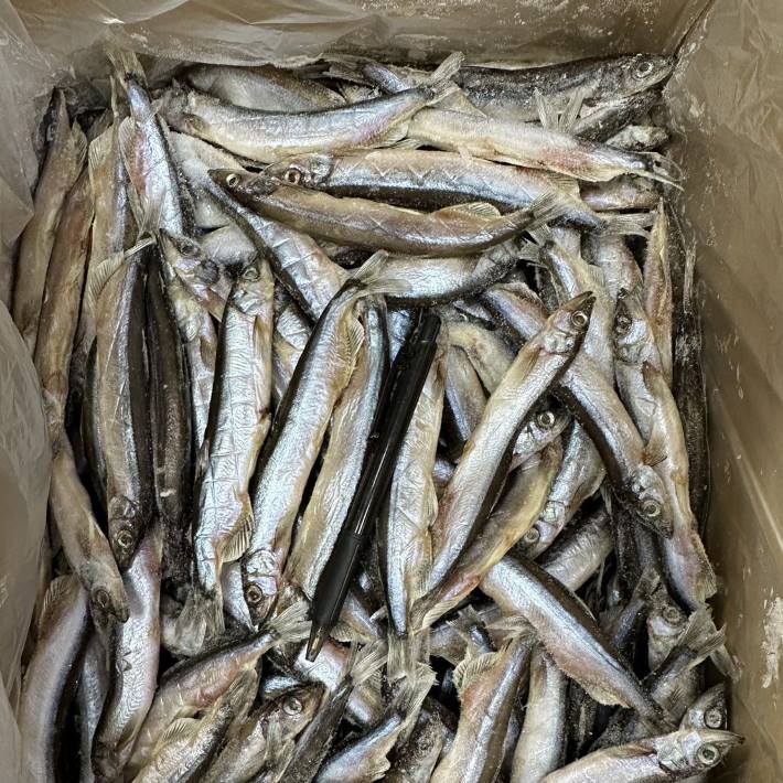 送料無料 からふとししゃも網干し オス 5kg 10kg 約280-350匹 業務用 【ししやも シシャモ カラフト 樺太】沖縄+800円