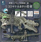 博物モデリング倶楽部・参 1/35マチカネワニ骨格 4個入りBOX[SO-TA]《発売済・在庫品》