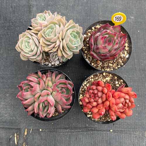 4点セット　 訳あり品　 小苗　お任せセット 寄せ植え　 可愛い 抜き苗　多肉植物　エケベリア　オウンスロー　カシオ　フロリディティール　ピンクルルビー　0305-169のサムネイル