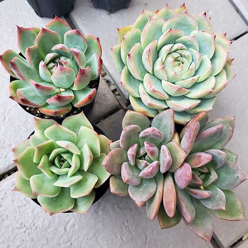 4点セット　 訳あり品　 小苗　お任せセット 寄せ植え　 可愛い 抜き苗　多肉植物　エケベリア　 ピンクチップス　シルエット　水蜜桃　ピンクシャンペーン　 0915-2のサムネイル