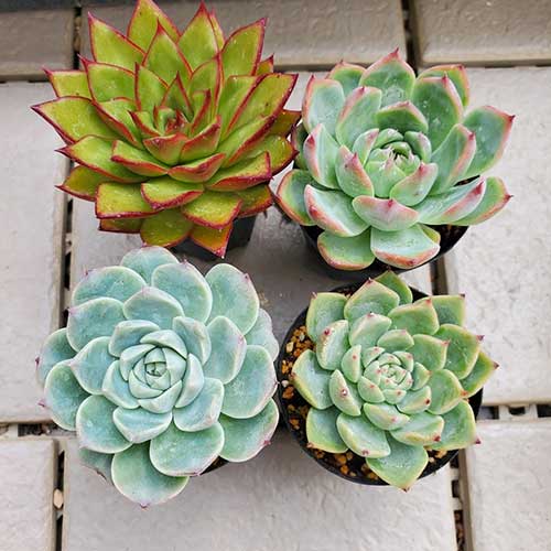 4点セット　 訳あり品　 小苗　お任せセット 寄せ植え　 可愛い 抜き苗　多肉植物　エケベリア　ジゼル　水蜜桃　レッドベルベット　チワワエンシスイエコラ　 0922-1のサムネイル