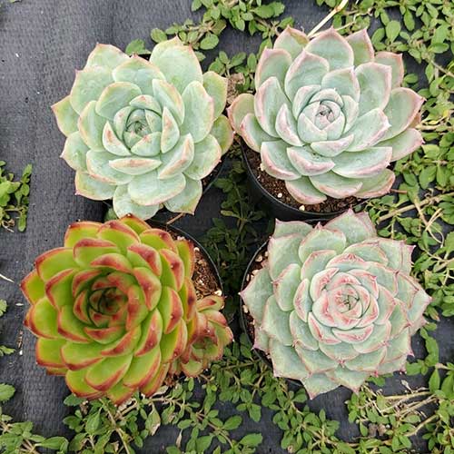 4点セット　 訳あり品　 小苗　お任せセット 寄せ植え　 可愛い 抜き苗　多肉植物　エケベリア　ムーンストーン　カリビアンブルー　 アローンスター　シルエット 0927-2のサムネイル