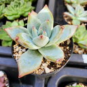タパパ 多肉植物 カット苗 微根 訳あり ek0902611