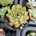 ファイヤーフライ 多肉植物 エケベリア カット苗 訳あり ek0902613
