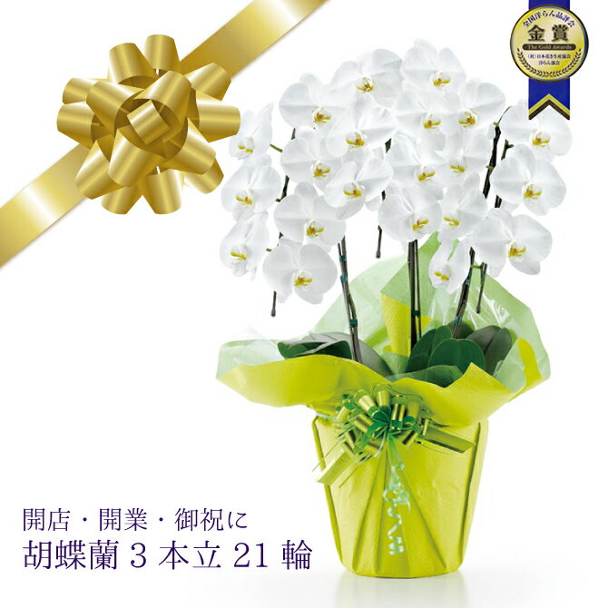 胡蝶蘭 産地直送 御祝 開店祝 開業祝 送料込【安心の産地直送！送料込】大輪胡蝶蘭3本立21輪