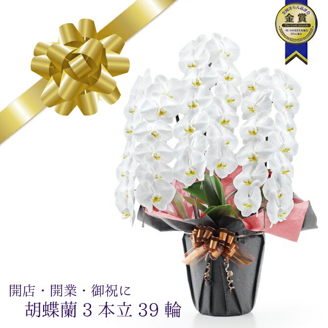 胡蝶蘭 産地直送 御祝 開店祝 開業祝 送料込【安心の産地直送！送料込】大輪胡蝶蘭3本立39輪
