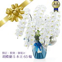 胡蝶蘭 産地直送 御祝 開店祝 開業祝 送料込【安心の産地直送!送料込】大輪胡蝶蘭5本立65輪
