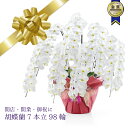 胡蝶蘭 産地直送 御祝 開店祝 開業祝 送料込【安心の産地直送!送料込】大輪胡蝶蘭7本立98輪