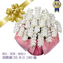胡蝶蘭 産地直送 御祝 開店祝 開業祝 送料込【安心の産地直送!送料込】【法人ギフト専用】大輪胡蝶蘭20本立180輪
