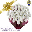 胡蝶蘭 産地直送 御祝 開店祝 開業祝 送料込【安心の産地直送!送料込】【法人ギフト専用】大輪胡蝶蘭30本立270輪