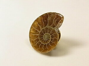 アンモナイトピンタック