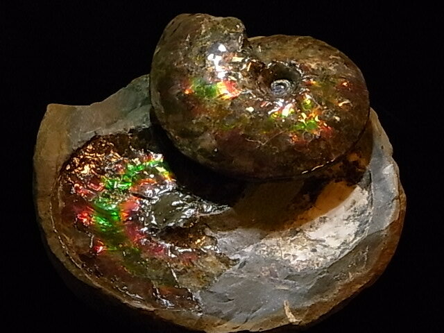 発掘時の周りの岩石(ノジュール)が保存されている非常にレアな標本。(2個セット) 虹色光彩に輝くアンモライト化石本体は両サイドともPlacenticeras intercalare(プラセンティセラス　インターカラレ)の特徴である棘部分が綺麗に保存され,押しつぶされたところもないパーフェクトなアンモライト原石完全体。 また、ノジュール側にも虹色光彩が綺麗に保存されていて化石化の過程が伺い知れる。 地中に埋まっていた発掘時の状態にロマンを馳せることもできそうな実にレアなコレクション。 　■ サイズと詳細 アンモライト標本サイズ 13cm×10.7cm×3cm ノジュールサイズ 19cm×19cm×6cm 重量 446g 産地 カナダ・アルバータ州 年代 7100万年前(白亜紀) 保証書 カナダフォッスル社発行鑑定書付　アンモライト原石 【アンモライト原石標本】 アンモライトの原石は年々採掘量が減っており特に美しい輝きを見せるクオリティーの高い原石は発掘されるやいなや、すぐにコレクターに取引される状態です。 また、アンモライトは風水学においても貴重な役割を持っているのでたいへん珍重されています。 カナダフォッスル社（Canada Fossils社）及びコーライト インターナショナル社（Korite　International）と日本における正規輸入代理店契約を結んでいる当研究所が、アンモライト証明書（鑑定書）とともに適正な価格と万全のフォロー体制で対応させていただきます。 アンモライトに関することであれば、どんなことでもお気軽にお問い合わせ下さい。アンモライトの研究機関又、専門店として誠実な対応に努めさせていただきます。 　アンモライトについて アンモライトは白亜紀（6500万年〜1億3500万年前）の後期に生息していたアンモナイトが化石化する過程で、その殻表面のアラゴナイト（真珠層を構成する物質）が何千万年の間、地中内の鉱物、圧力により影響を受け、イリデッセンス効果を発する化石宝石です。 まさに化石と宝石の両方の側面をもつ自然の造形物です。 ひとつとして同じ表情を持つことなく、見る角度によって様々な色彩が煌めいています。 世界ではじめて発見したのは、北米大陸の先住民族ブラックフットインディアンとされています。 アンモナイトの化石は世界各地で発見されていますが、宝石としての価値が認められる虹色に輝く良質のものは、地殻の成分や地圧など特殊な条件が揃ったカナダアルバータ州の7000万年の地層からのみ採掘されます。 まさにアンモライトは熱と圧力の絶妙なコンビネーションが地質学上この類稀な化石宝石を作り出したといえます。よって埋蔵量に限りがあるため、その価値が非常に高いものになっています。 アンモナイトの種(学名)は、世界中で1万種以上あると報告されていますが、その中でも、Placenticeras meeki（プラセンティセラス ミーキィ）という種のものとPlacenticeras intercalare（プラセンティセラス インターカラレ）という種のものとPlacenticeras costatum（プラセンティセラス コスタータム）という種のものがアンモライトになります。 近年では比較的Placenticeras intercalare（プラセンティセラス インターカラレ）種のアンモライトの発見が増えていますが、相対的に発掘量は減る傾向にあります。 膨大な時間をかけて生成された天然の産物であるこのアンモライトは、そういった意味で地球が偶然に生んだ非常に稀な自然の産物といえます。 宝石のほとんどが無機質鉱物ですが、真珠、琥珀、サンゴ、そしてアンモライトは有機質（生物起源)のGem Stoneです。 【虹色の輝きを放つアンモライト原石】欠けのない完全な形のアンモライト原石が発掘されるのは非常に稀である シャベルカーで掘った後の細かい丁寧な作業によりグレードの高いアンモライトを時間をかけて掘り出す 上の写真はアンモライト原石が少しも壊れずにそのままの形で地中に保存されていた、たいへん珍しい例 アンモライト研究所は、アンモライト原石・加工用アンモライト破片・ アンモライトジュエリー及び世界のアンモナイト化石関連商品の専門店です。 手に取ってご覧いただける実店舗【アンモライト研究所ショールーム】は東京・ 高輪にございます。