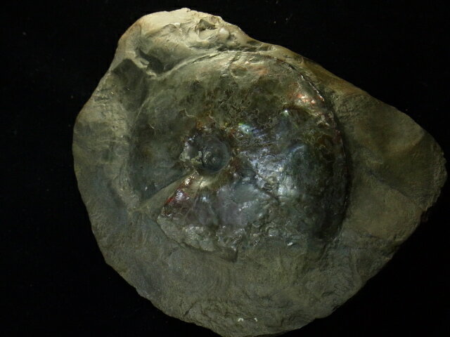 �����饤�ȸ���ɸ��