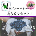 【大粒 無農薬】 ポイント3倍 完熟 生ブルーベリー 500g ( 250g×2パック ) 箱入り ブルーベリー 国産 フルーツ 果物 千葉県産 農薬不使用 大...