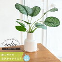 フェイクグリーン カラテア おしゃれ 観葉植物 リビング ダイニング インテリア ナチュラル シンプル 消臭 抗菌 CT触媒 鉢植え ギフト ECLIA Lサイ...