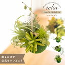 ハンギング 観葉植物 おしゃれ インテリア 多肉植物 造花 フェイクグリーン フェイク グリーン ボール 消臭 抗菌 トイレ 玄関 リビング CT触媒 ギフト ...