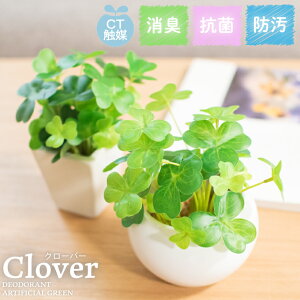 ե꡼ ͤ С ͹տʪ ¤ ýƥե륰꡼  ӥ ˥  å ȥ ʥ  ꡼ ý ɱ  󤻿 CT ե  Clover ĥᥰ