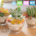 フェイクグリーン 多肉植物 サボテン パステル 人工観葉植物 造花 消臭アーティフィシャルグリーン おしゃれ リビング ダイニング 玄関 キッチン トイレ ナチ...