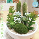 CT触媒 サキュレントリフレリウム フェイクグリーン おしゃれ ミニ 消臭アーティフィシャルグリーン 多肉植物 サボテン 磁器 リビング インテリア 雑貨 おしゃれ 造花 抗菌 防汚 消臭 父の日ギフト ギフト