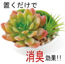 CT触媒 サキュレントリフレリウム フェイクグリーン 消臭アーティフィシャルグリーン 多肉植物 サボテン おしゃれ グリーン 磁器 リビング 雑貨 造花 CT触...