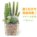 フェイクグリーン CT触媒 多肉植物 観葉植物 グリーン サボテン 造花 抗菌 防汚 消臭 プレゼント ギフト 消臭アーティフィシャルグリーン サキュレントリフ...