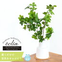 フェイクグリーン ドウダンツツジ おしゃれ 観葉植物 リビング ダイニング インテリア ナチュラル シンプル 消臭 抗菌 CT触媒 鉢植え ギフト ECLIA ...