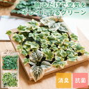 フェイクグリーン 壁掛け 観葉植物 フェイク おしゃれ 人工観葉植物 ウォールグリーン リビング 壁 インテリア ナチュラル 造花 消臭 抗菌 CT触媒 フレー...