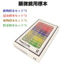 顕微鏡用標本 標本12枚セット 動物標本 昆虫標本 植物標本 野菜標本