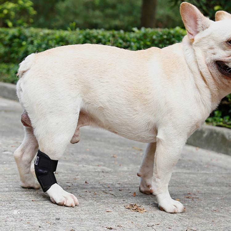 怪我 大型犬 術後の保護 送料無料 皮膚 保護 小型犬 中型犬 21最新のスタイル 手術 関節プロテクター 膝 用 ショートサポーター サポーター 犬骨折治療 肘当て ペット用ケア用品 介護用品 老齢犬 床ずれ 犬 肘 老犬 関節保護 シニア 腕 老犬介護 術後 治療