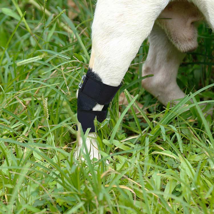 怪我 大型犬 術後の保護 送料無料 皮膚 保護 小型犬 中型犬 21最新のスタイル 手術 関節プロテクター 膝 用 ショートサポーター サポーター 犬骨折治療 肘当て ペット用ケア用品 介護用品 老齢犬 床ずれ 犬 肘 老犬 関節保護 シニア 腕 老犬介護 術後 治療