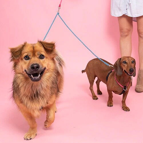 Rakuten - HIGH5DOGS H5D Coupler Leash カプラーリード 全4色 2サイズ エイチファイブディ 犬 ペット リード 散歩 かわいい おしゃれ 2way 2股ード 長さ調整可能