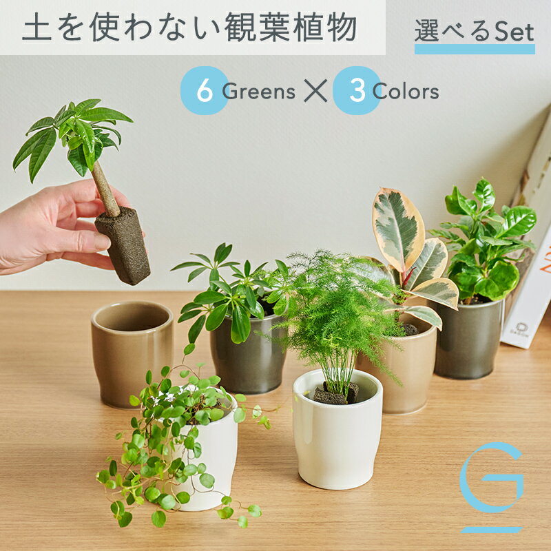 【植物とPotを選べるセット】土を使わない &Green アンドグリーン 衛生的 アレンジ自在 ミニ 観葉植物 小さい おしゃれ 初心者 卓上 トイレ リビング インテリア ギフト お祝い 新築祝 父の日 パキラ フィカス コーヒーの木 シェフレラ