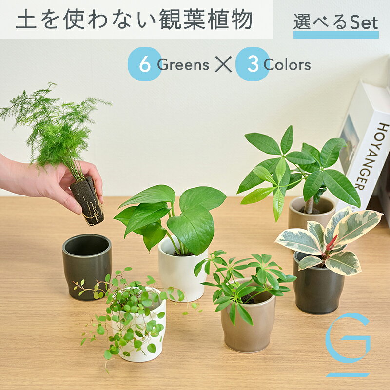 楽天市場】ハイドロ カルチャー 3 観葉植物 セットの通販