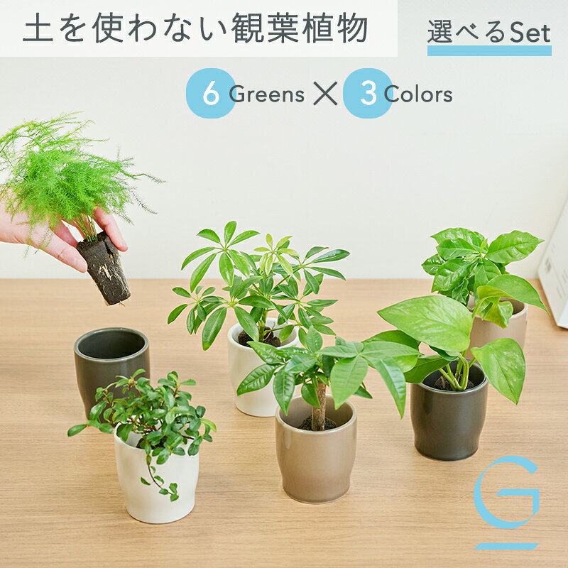 楽天市場】ミニ観葉植物 セットの通販