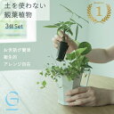【植物3つのセット】土を使わない &Green アンドグリーン お世話が簡単 衛生的 アレンジ自在 ミニ 観葉植物 小さい おしゃれ 初心者 手入れ 簡単 棚 北欧 3号 卓上 デスク 玄関 トイレ リビング インテリア ギフト お祝い 開業祝い 引っ越し祝 新築祝