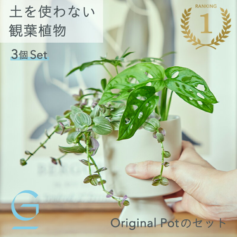 【植物3つとOriginal Potのセット】土を使わない &Green アンドグリーン お世話が簡単 衛生的 アレンジ自在 ミニ 観葉植物 小さい おしゃれ 初心者 手入れ 簡単 棚 北欧 3号 卓上 デスク リビング インテリア ギフト お祝い 勤労感謝の日 クリスマス
