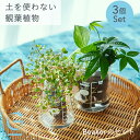 【植物3つとBeakerのセット】土を使わない &Green アンドグリーン お世話が簡単 衛生的 アレンジ自在 ミニ 観葉植物 小さい おしゃれ 初心者 手入...