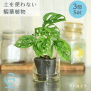 【マドカズラ3つのセット】土を使わない &Green アンドグリーン お世話が簡単 衛生的 アレンジ自在 ミニ 観葉植物 小さい おしゃれ 初心者 手入れ 簡単 棚 北欧 3号 卓上 デスク 玄関 トイレ リビング インテリア ギフト お祝い 新築祝 御中元 暑中見舞い