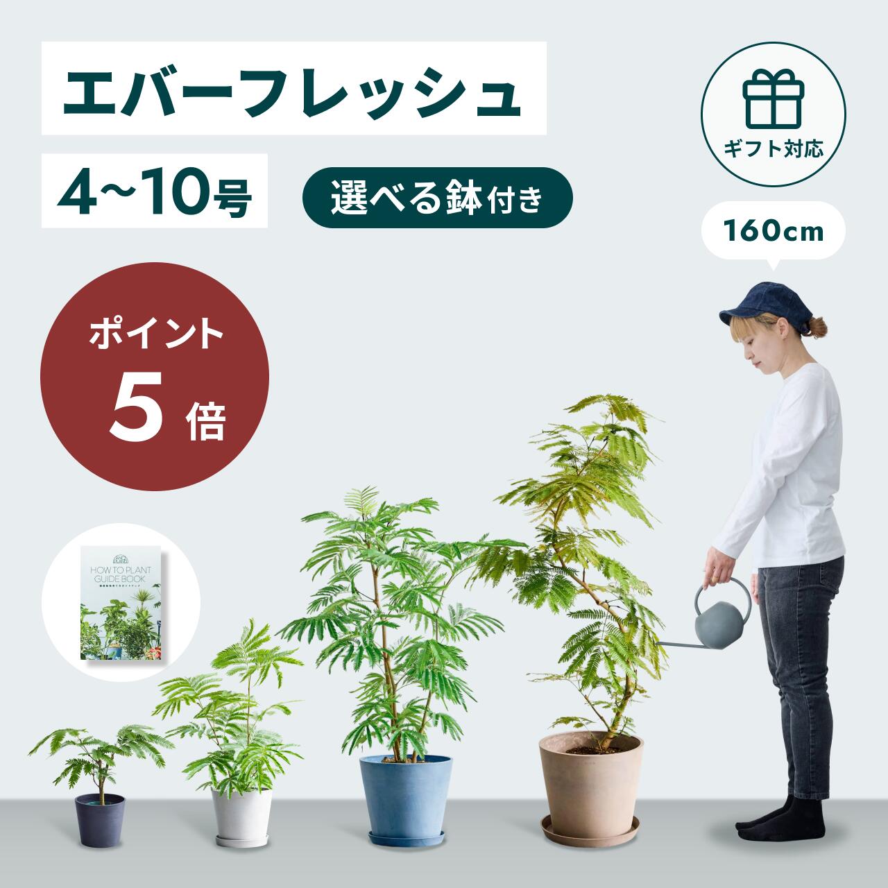 【28日10時迄ポイント5倍】 エバーフレッシュ 観葉植物 母の日 本物 大型 小さい 軽い ミニ インテリア おしゃれ アンドプランツ エコポッツ ecopots 鉢 植木鉢 育てやすい 枯れにくい 風水 プレゼント ギフト 出産祝い 快気祝い 開業祝い メッセージカード 送料無料 縁起