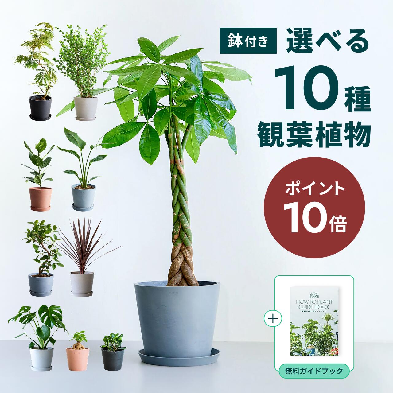 フランスゴム リビングサイズ‼️ 8号 高さ125cm 観葉植物 フランスゴム