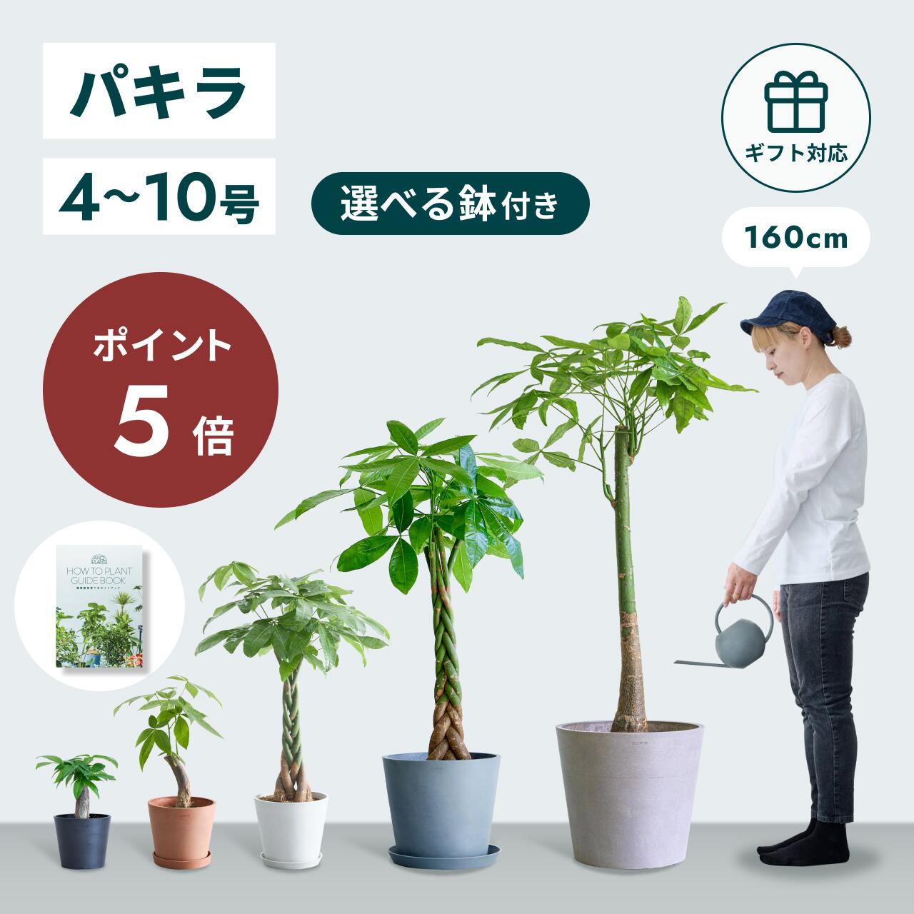 楽天市場】観葉植物 パキラ 編みの通販