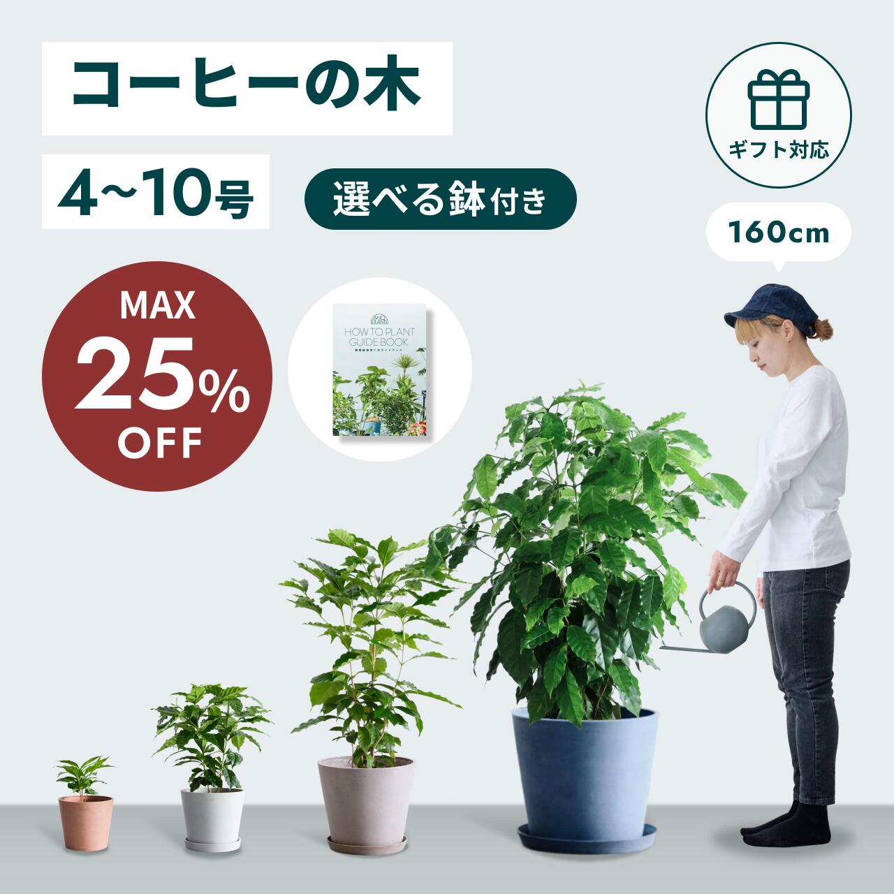 【10/2迄最大30%割】 コーヒーの木 4号 観葉植物 母の日 本物 大型 小さい 軽い ミニ インテリア おしゃれ アンドプランツ エコポッツ ecopots 鉢 植木鉢 育てやすい 枯れにくい 風水 プレゼント ギフト 新築祝い 結婚祝い 開業祝い メッセージカード 送料無料