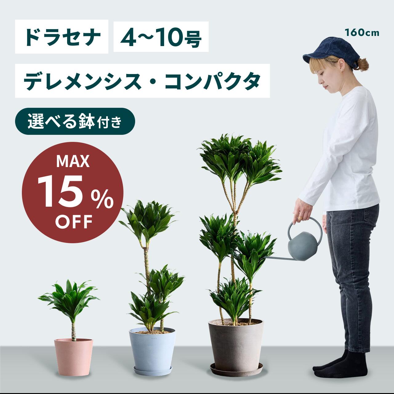 楽天市場】ドラセナ コンパクタの通販