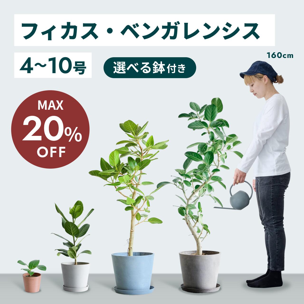 【10/2迄最大30%割】フィカス ベンガレンシス 観葉植物 母の日 本物 大型 小さい 軽い ミニ インテリア おしゃれ アンドプランツ andplants エコポッツ ecopots 鉢 植木鉢 育てやすい 枯れにくい 風水 縁起 プレゼント ギフト 新築祝い 結婚祝い 送料無料