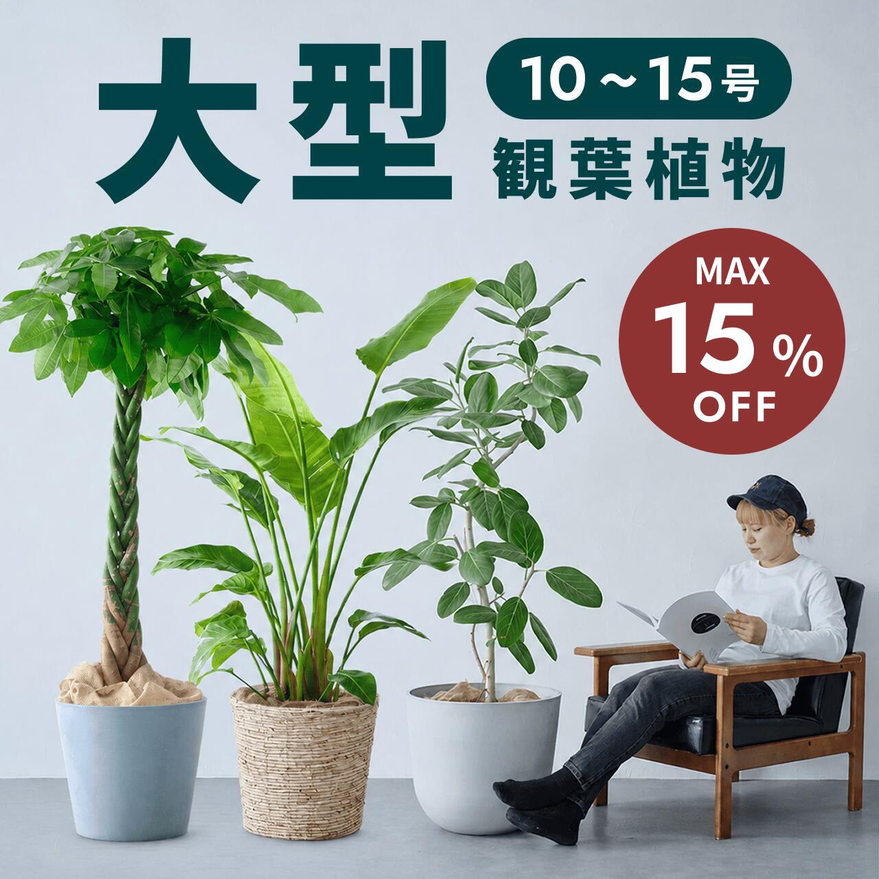 【10/2迄最大30%割】大型 観葉植物 選べる11種 パキラ フィカス ベンガレンシス エバーフレッシュ フィカス　ウンベラータ 軽い インテリア おしゃれ アンドプランツ andplants エコポッツ 鉢 植木鉢 育てやすい 風水 縁起 プレゼント ギフト メッセージ 送料無料 祝い