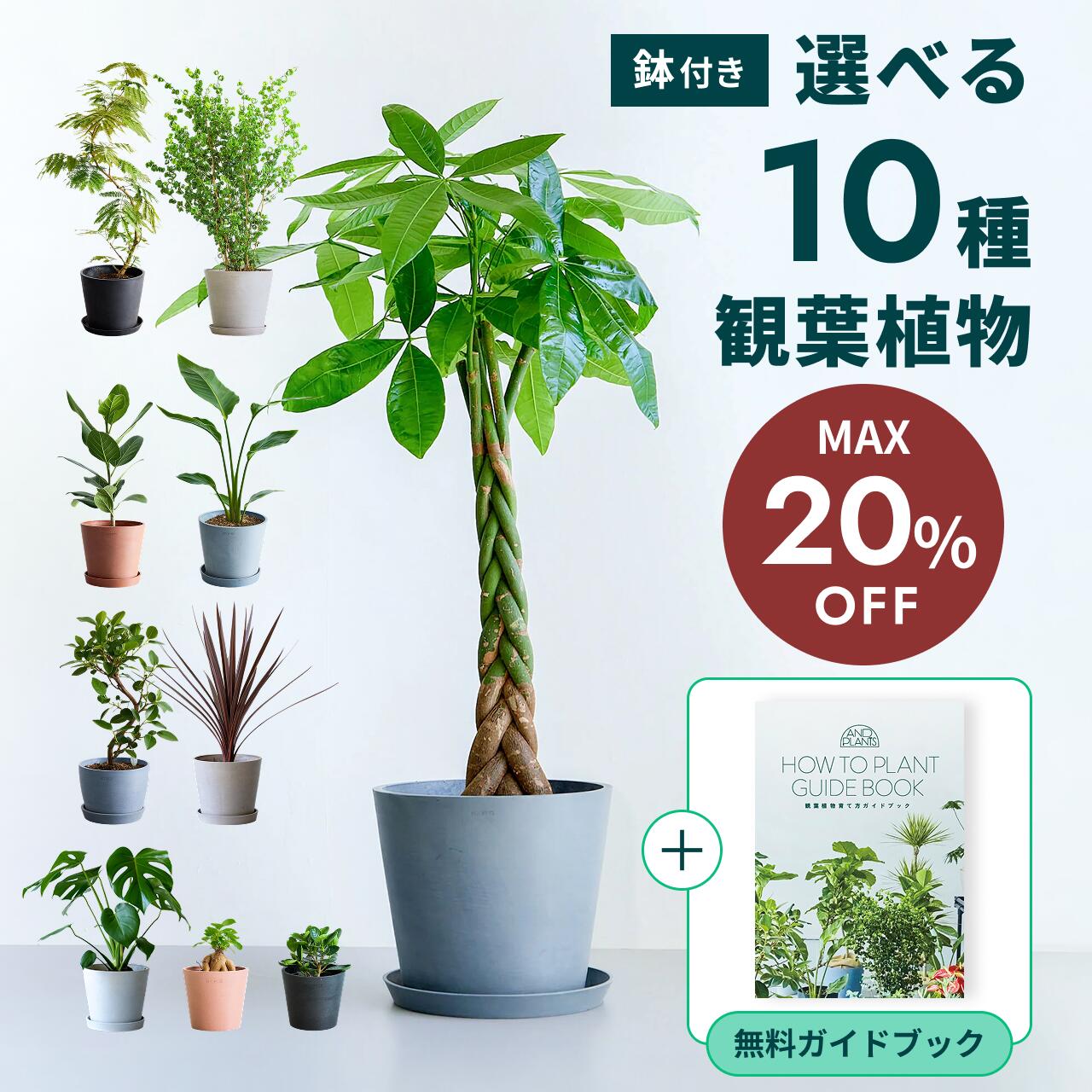 【10/2迄最大30%割】 選べる10種 観葉植物 パキラ エバーフレッシュ ガジュマル ベンガレンシス 本物 母の日 大型 小さい 軽い ミニ インテリア おしゃれ アンドプランツ andplants エコポッツ 鉢 植木鉢 育てやすい 風水 縁起 プレゼント ギフト メッセージ 送料無料 祝い