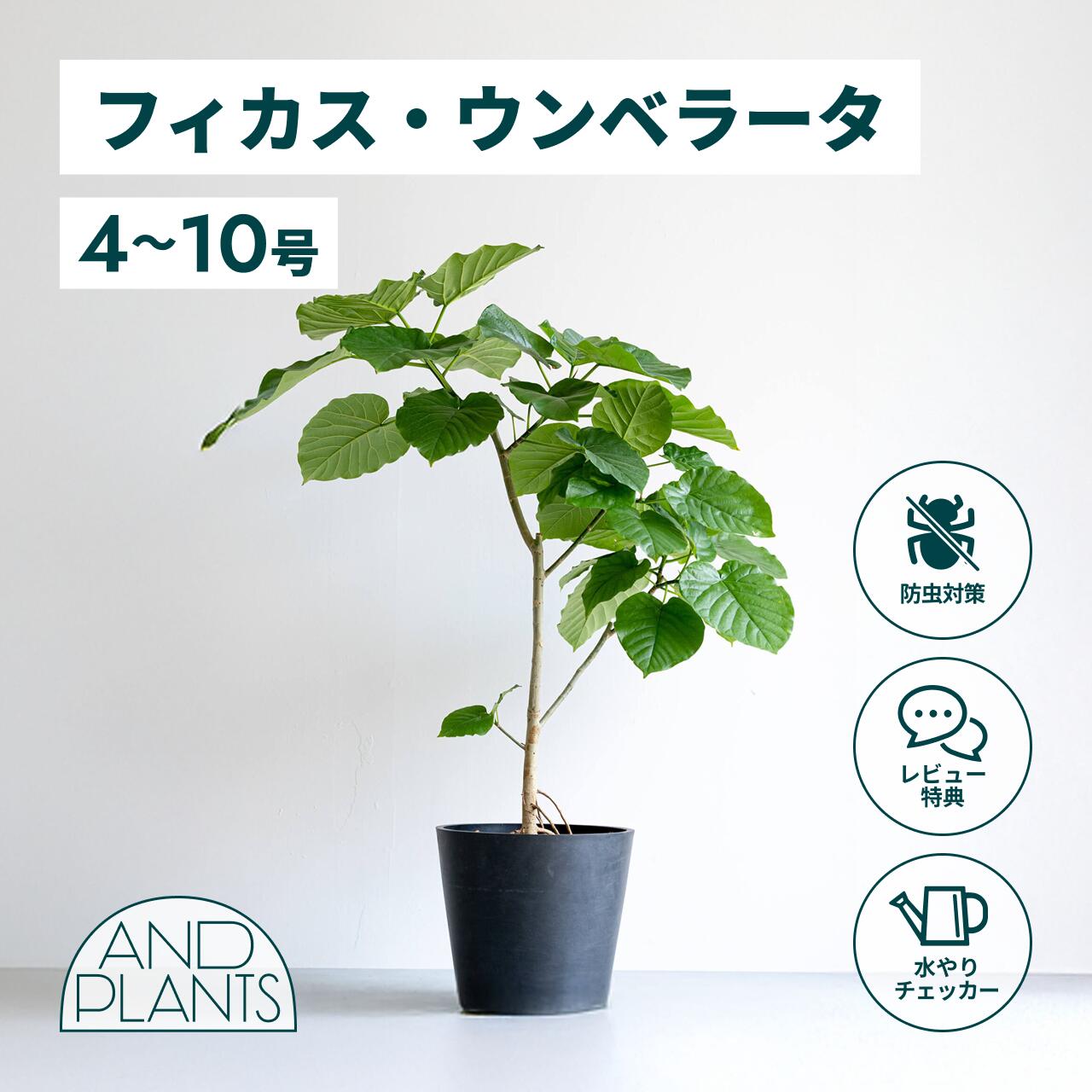 ＼レビュー特典あり／フィカス ウンベラータ 観葉植物 大型 小さい 軽い ミニ インテリア おしゃれ アンドプランツ andplants エコポッツ ecopots 鉢 植木鉢 育てやすい 枯れにくい 風水 縁起 プレゼント ギフト 新築祝い 結婚祝い 開業祝い メッセージカード 送料無料